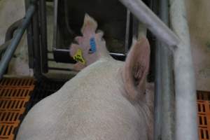 Sow with chunks cut from ears - Australian pig farming - Captured at Grong Grong Piggery, Grong Grong NSW Australia.