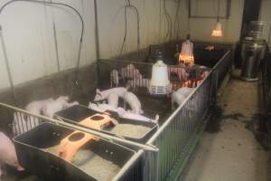 Weaner piglets - Australian pig farming - Captured at Yelmah Piggery, Magdala SA Australia.