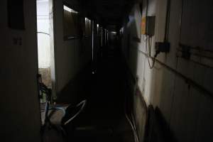 Hallway connecting farrowing rooms - Australian pig farming - Captured at Yelmah Piggery, Magdala SA Australia.