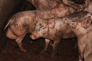 Grower pigs living in excrement - Australian pig farming - Captured at Willawa Piggery, Grong Grong NSW Australia.