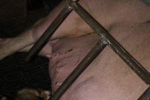 Sow with skin condition or cuts - Australian pig farming - Captured at Finniss Park Piggery, Mannum SA Australia.