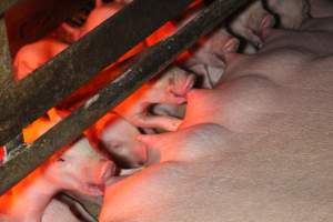 Piglets suckling - Australian pig farming - Captured at Finniss Park Piggery, Mannum SA Australia.