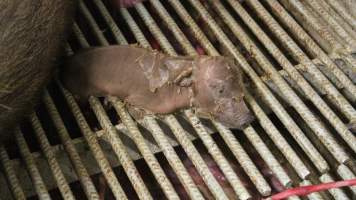 Newborn piglet's legs stuck in grated floor - Australian pig farming - Captured at Yelmah Piggery, Magdala SA Australia.