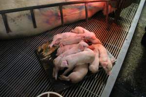 Piglets huddled on wooden board - Not wanting to lie on metal grate - Captured at Yelmah Piggery, Magdala SA Australia.