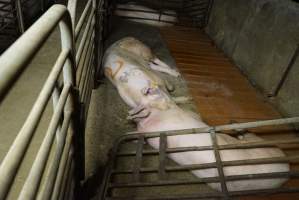 Fencing fallen over in group sow housing - Australian pig farming - Captured at Yelmah Piggery, Magdala SA Australia.