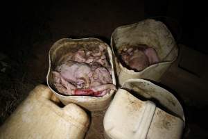 Buckets of dead piglets - Australian pig farming - Captured at Willawa Piggery, Grong Grong NSW Australia.