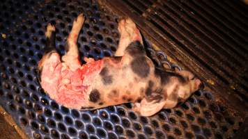 Dead piglet, partially eaten - Australian pig farming - Captured at Yelmah Piggery, Magdala SA Australia.