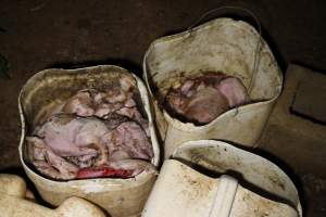 Buckets of dead piglets - Australian pig farming - Captured at Willawa Piggery, Grong Grong NSW Australia.