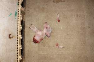 Piglet cut in half - Severed legs - Captured at Grong Grong Piggery, Grong Grong NSW Australia.