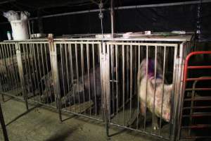 Boars in boar stalls - Australian pig farming - Captured at Yelmah Piggery, Magdala SA Australia.