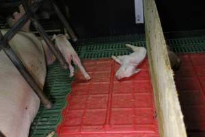 Farrowing crates at Finniss Park Piggery SA - Australian pig farming - Captured at Finniss Park Piggery, Mannum SA Australia.