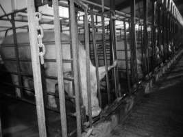 Sow stalls - Australian pig farming - Captured at Grong Grong Piggery, Grong Grong NSW Australia.
