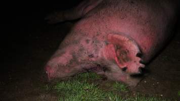 Sow with bullet hole in head - Australian pig farming - Captured at Yelmah Piggery, Magdala SA Australia.