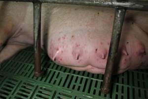 Sow with skin condition - Australian pig farming - Captured at Finniss Park Piggery, Mannum SA Australia.