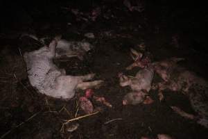 Pile of dead pigs outside - Australian pig farming - Captured at Yelmah Piggery, Magdala SA Australia.