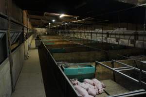 Weaner shed - Australian pig farming - Captured at Finniss Park Piggery, Mannum SA Australia.