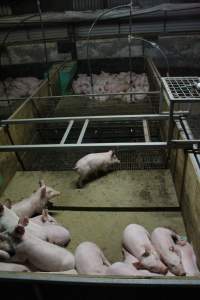 Weaner shed - Australian pig farming - Captured at Finniss Park Piggery, Mannum SA Australia.