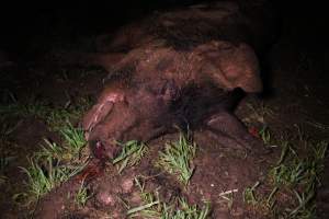 Dead pig with bullet hole in head - Australian pig farming - Captured at Yelmah Piggery, Magdala SA Australia.