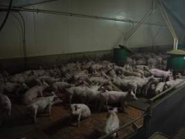 Grower pigs - Australian pig farming - Captured at Grong Grong Piggery, Grong Grong NSW Australia.