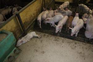 Dead weaner piglet - Australian pig farming - Captured at Finniss Park Piggery, Mannum SA Australia.