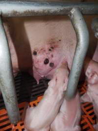 Sow with wounds on teat - Australian pig farming - Captured at Grong Grong Piggery, Grong Grong NSW Australia.