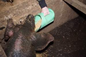 Sow fallen into waste pit under pens - Activists giving her food - Captured at Yelmah Piggery, Magdala SA Australia.