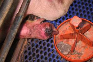 Sow with foot/hoof wound - Australian pig farming - Captured at Yelmah Piggery, Magdala SA Australia.