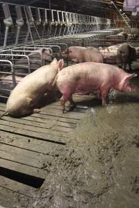 Sows living in excrement in group housing - Australian pig farming - Captured at Yelmah Piggery, Magdala SA Australia.