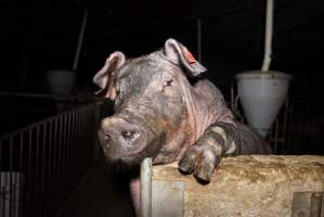 Sow trying to climb out of pen - Australian pig farming - Captured at Yelmah Piggery, Magdala SA Australia.