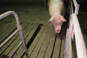 Large gaps in floor of group sow housing - Australian pig farming - Captured at Yelmah Piggery, Magdala SA Australia.