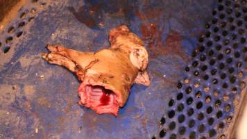 Half-eaten piglet - Australian pig farming - Captured at Yelmah Piggery, Magdala SA Australia.
