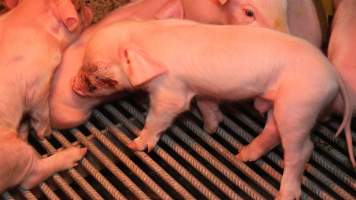 Piglet with facial wound - Australian pig farming - Captured at Yelmah Piggery, Magdala SA Australia.