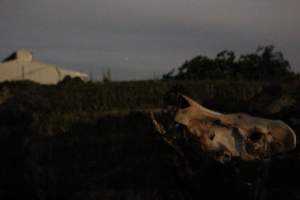 Skull on dead pile outside, shed in background - Australian pig farming - Captured at Yelmah Piggery, Magdala SA Australia.