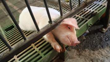 Weaner piglet's head stuck under bar - Australian pig farming - Captured at Yelmah Piggery, Magdala SA Australia.