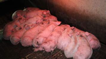 Grower pigs - Australian pig farming - Captured at Yelmah Piggery, Magdala SA Australia.