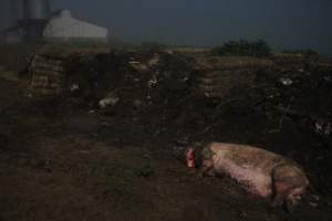 Sow with throat cut open - Pile of dead pigs outside, shed in background - Captured at Yelmah Piggery, Magdala SA Australia.