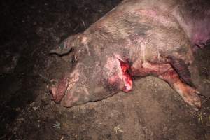 Sow with throat cut open - Pile of dead pigs outside - Captured at Yelmah Piggery, Magdala SA Australia.