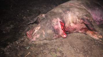 Sow with throat cut open - Australian pig farming - Captured at Yelmah Piggery, Magdala SA Australia.