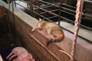 Cat in farrowing crate - Australian pig farming - Captured at Yelmah Piggery, Magdala SA Australia.