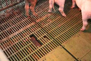 Hole in floor of weaner pen - Australian pig farming - Captured at Yelmah Piggery, Magdala SA Australia.