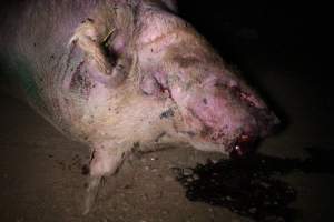 Dead sow outside - Stiff and bloated. Pool of blood on ground - Captured at Yelmah Piggery, Magdala SA Australia.
