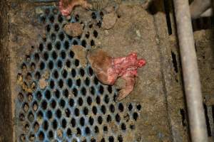 Half-eaten piglet - Australian pig farming - Captured at Yelmah Piggery, Magdala SA Australia.