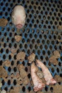 Severed head and legs of piglet - Australian pig farming - Captured at Yelmah Piggery, Magdala SA Australia.