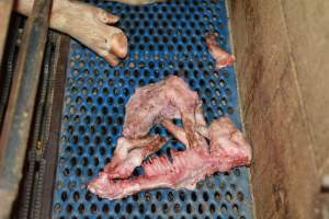 Half-eaten piglets - Australian pig farming - Captured at Yelmah Piggery, Magdala SA Australia.