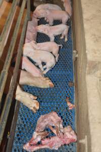 Half-eaten piglets - Australian pig farming - Captured at Yelmah Piggery, Magdala SA Australia.