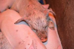 Piglet with mange - Australian pig farming - Captured at Yelmah Piggery, Magdala SA Australia.