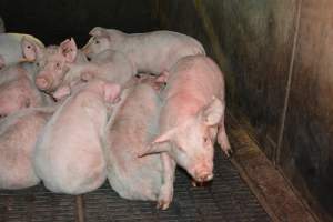 Weaner piglets huddling together - Australian pig farming - Captured at Yelmah Piggery, Magdala SA Australia.