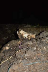 Skull on dead pile outside - Australian pig farming - Captured at Yelmah Piggery, Magdala SA Australia.