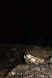 Skull on dead pile outside - Australian pig farming - Captured at Yelmah Piggery, Magdala SA Australia.