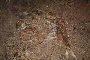 Dead pile at broiler farm - Captured at Unknown broiler farm, Port Wakefield SA Australia.